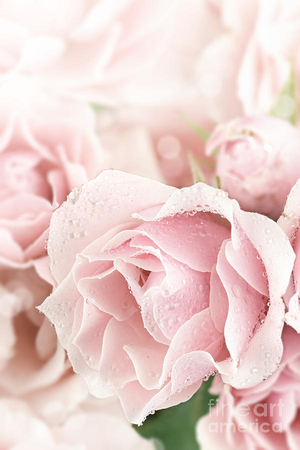 Rose Photograph - Pastel Pink by Stephanie Frey