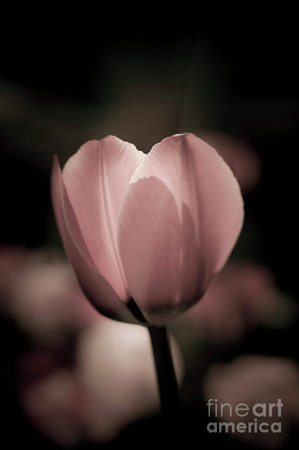 Pastel Pink Tulip in spring Photograph by Linda Matlow