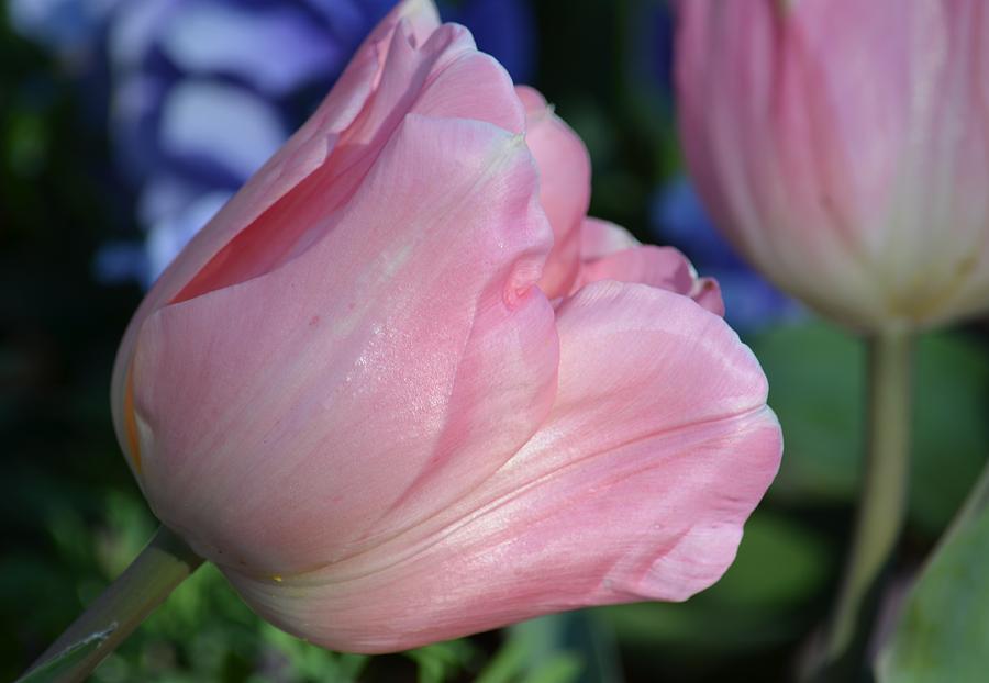 Pastel Pink Tulip Photograph by Maria Urso