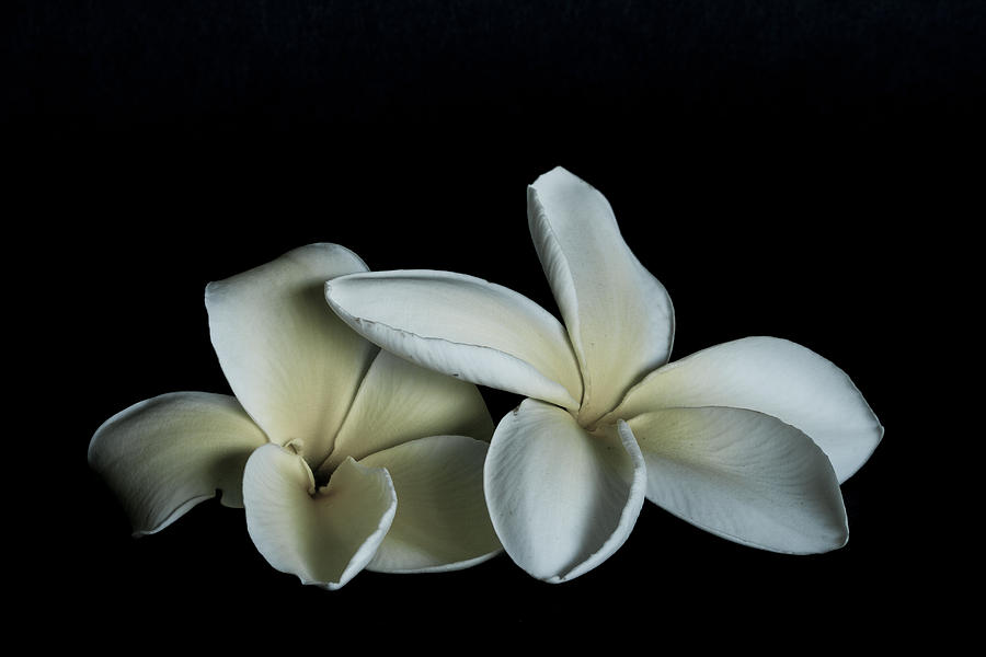 Pastel Plumeria Photograph by Roger Mullenhour
