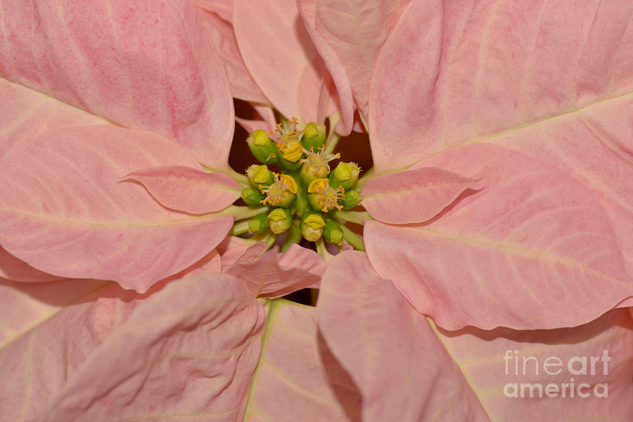 Flowers Still Life Photograph - Pastel Poinsettia 7574 by Terri Winkler