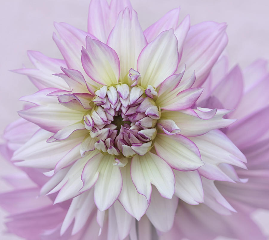 Pastel Purple Dahlia Photograph by Kim Hojnacki