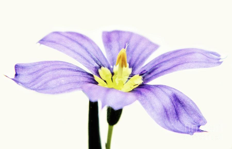 Pastel Purple Flower Photograph by Sharon Woerner