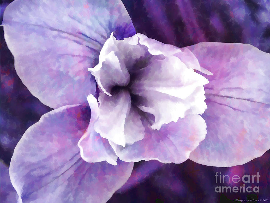 Pastel Purple Orchid Photograph