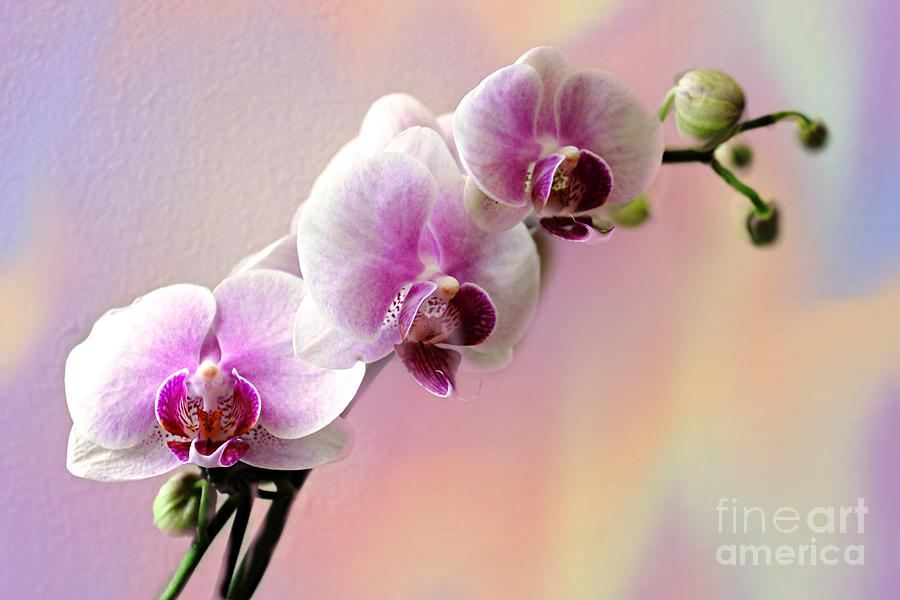 Orchid Photograph - Pastel Rainbow Orchid by Judy Palkimas