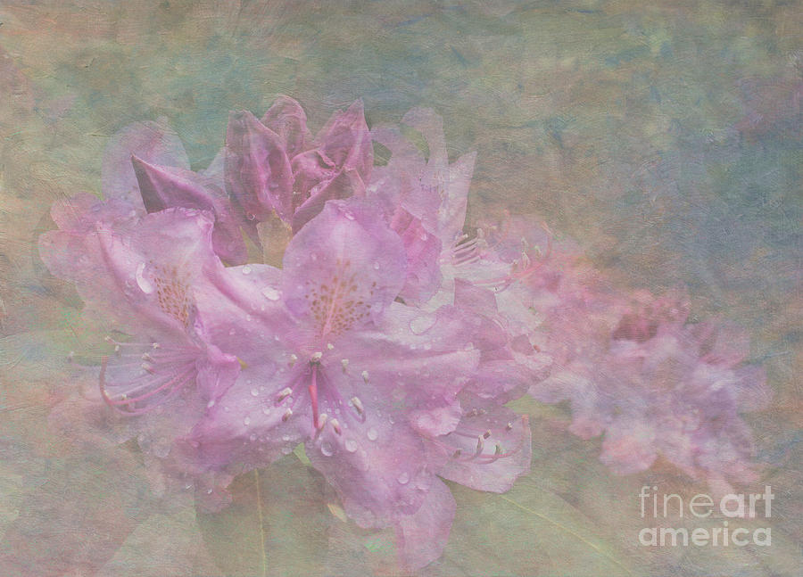Pastel Rhododendron Photograph by Arlene Carmel