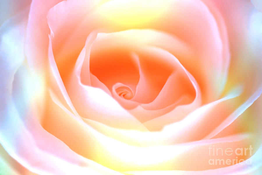 Nature Photograph - Pastel Rose by David Birchall