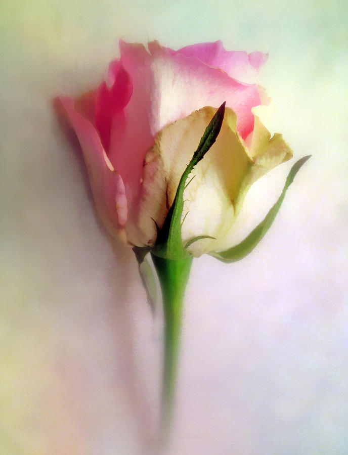 Pastel Rose Photograph by Jessica Jenney