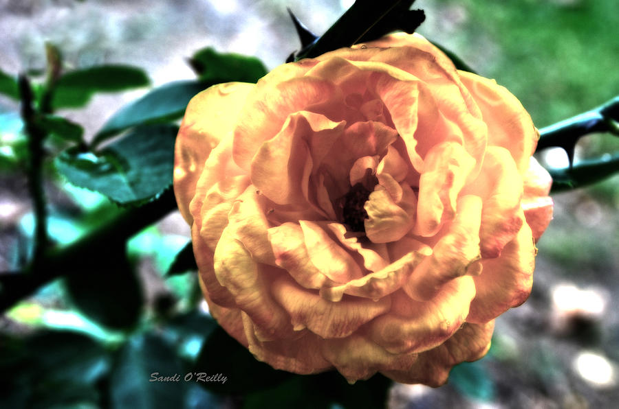 Pastel Rose Photograph by Sandi OReilly