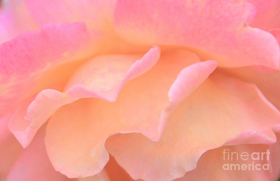 Flower Photograph - Pastel Ruffles by Kathleen Struckle