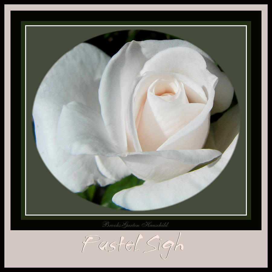 Pastel Sigh - Rose Art - White Rose with Border and Title Photograph by Brooks Garten Hauschild