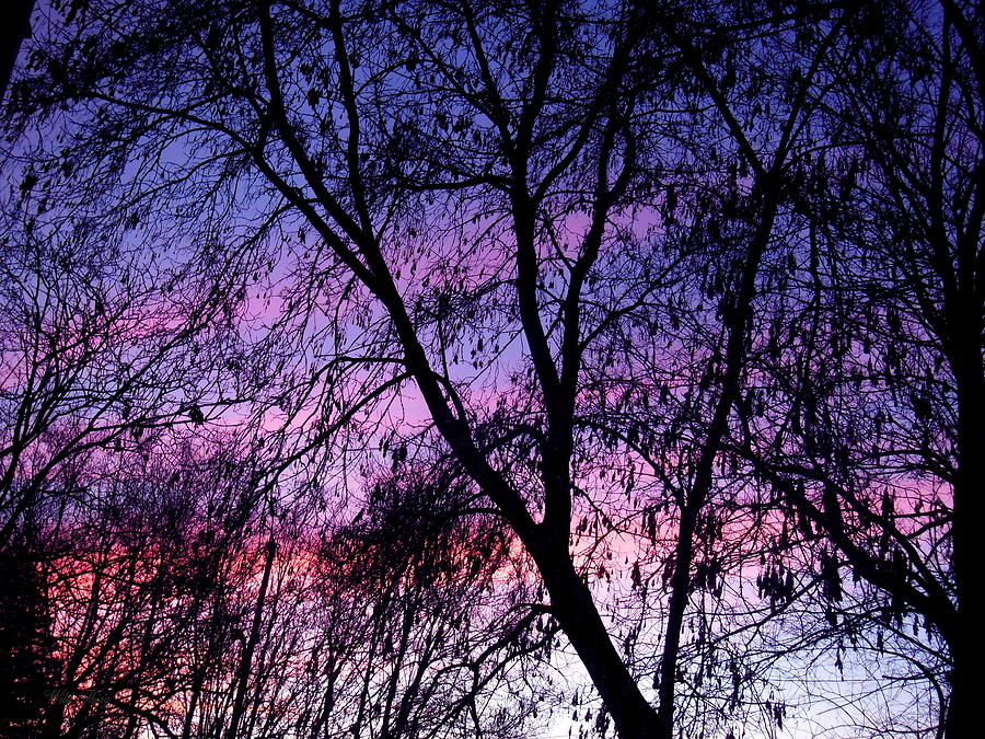 Pastel Sky Photograph by Wild Thing
