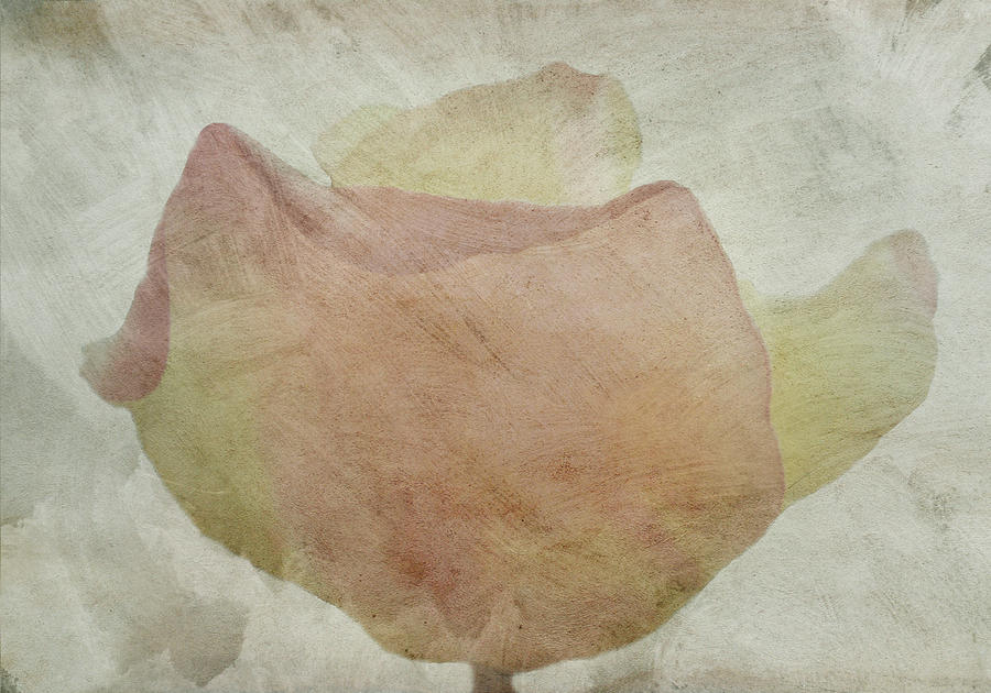 Pastel Textured Rose Photograph by Lynn Bolt