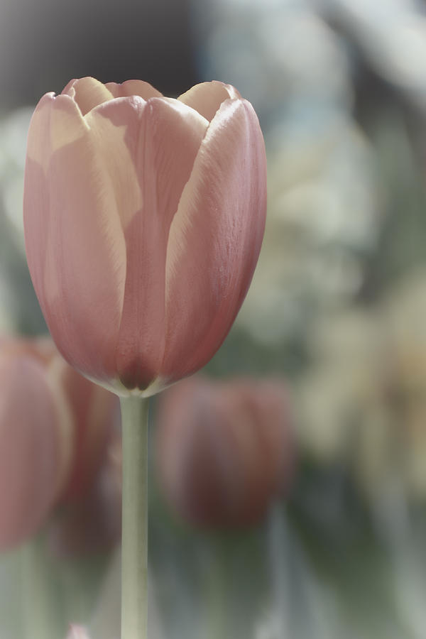 Pastel Tulip Photograph by Jeanne May