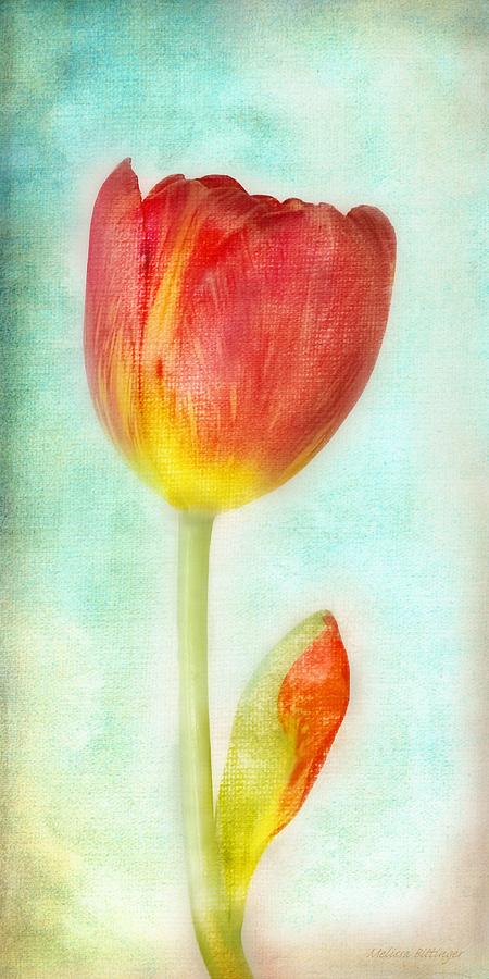 Pastel Tulip Photograph by Melissa Bittinger