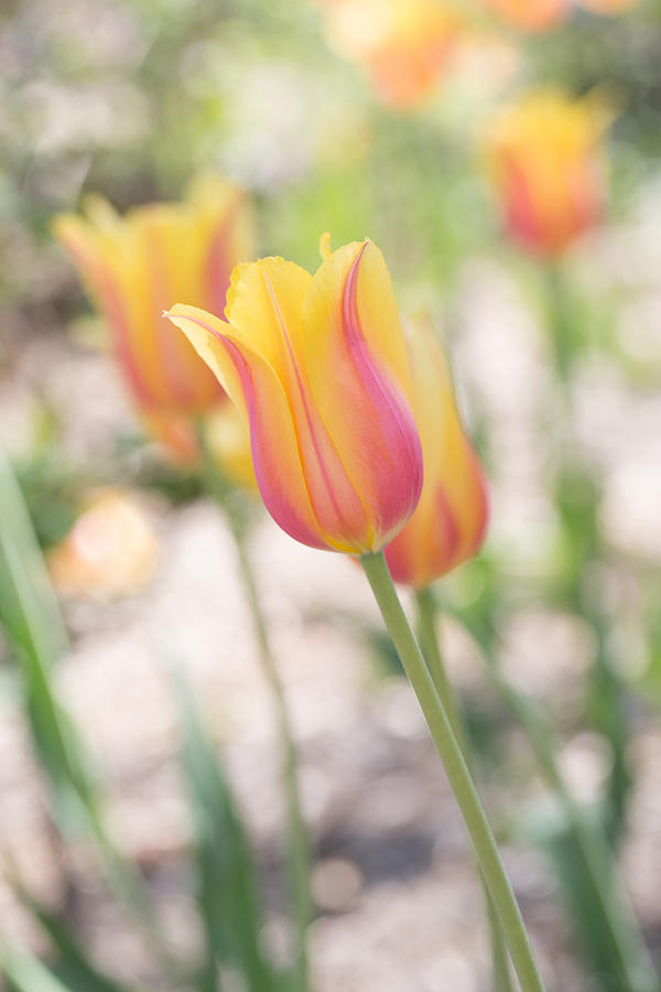 Pastel Tulips Photograph by Carol Mellema Fine Art America