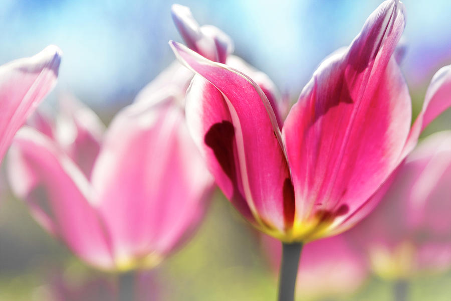 Pastel Tulips Photographic Artwork Photograph by Ricardoreitmeyer