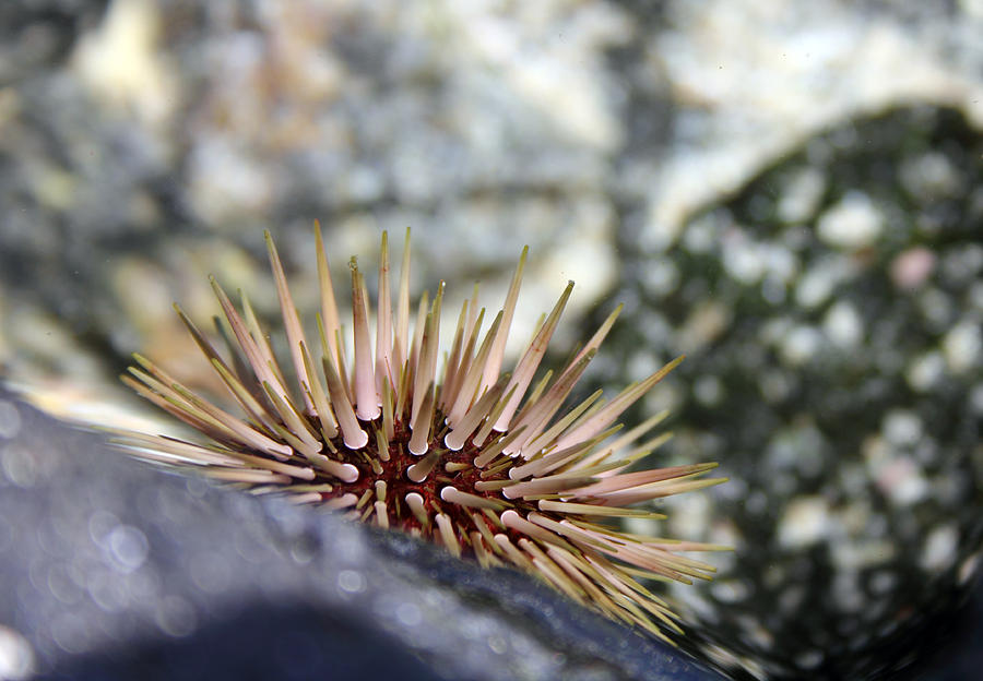 Pastel Urchin Photograph by Mary Haber