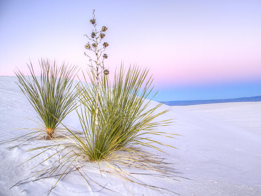 Pastel White Sands Photograph by Jean Noren