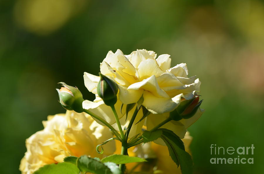 Rose Photograph - Pastel Yellow Roses by DejaVu Designs