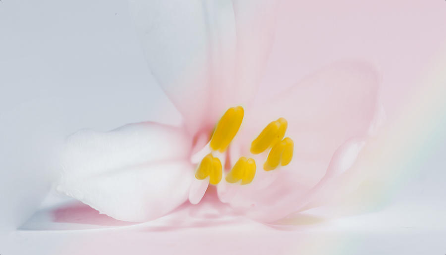 Still Life Photograph - Pastels by Cecil Fuselier