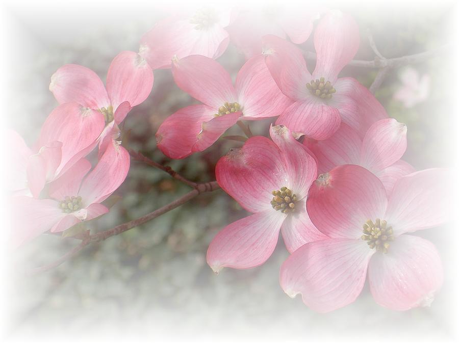 Pastels in Pink Photograph by Carolyn Jacob