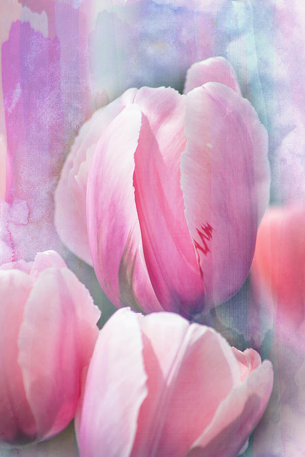 Pastels of Spring Photograph by John Rivera