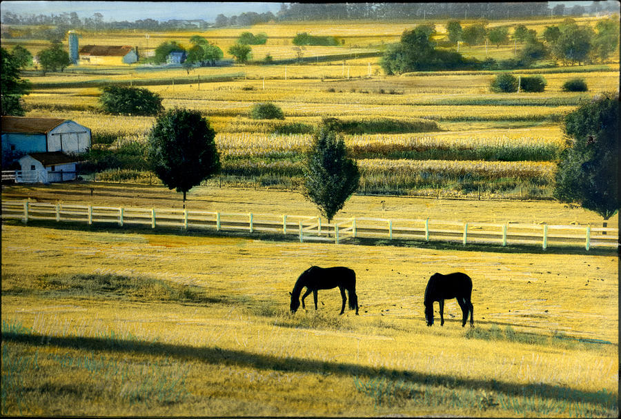 Pastoral Gold Painting by Cindy McIntyre