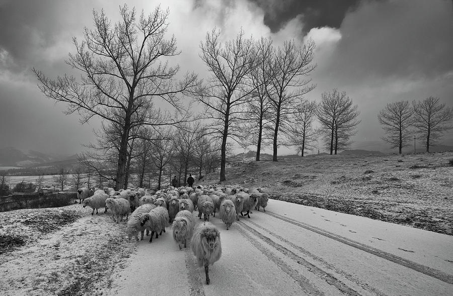 Sheep Photograph - Pastoral by Julien Oncete