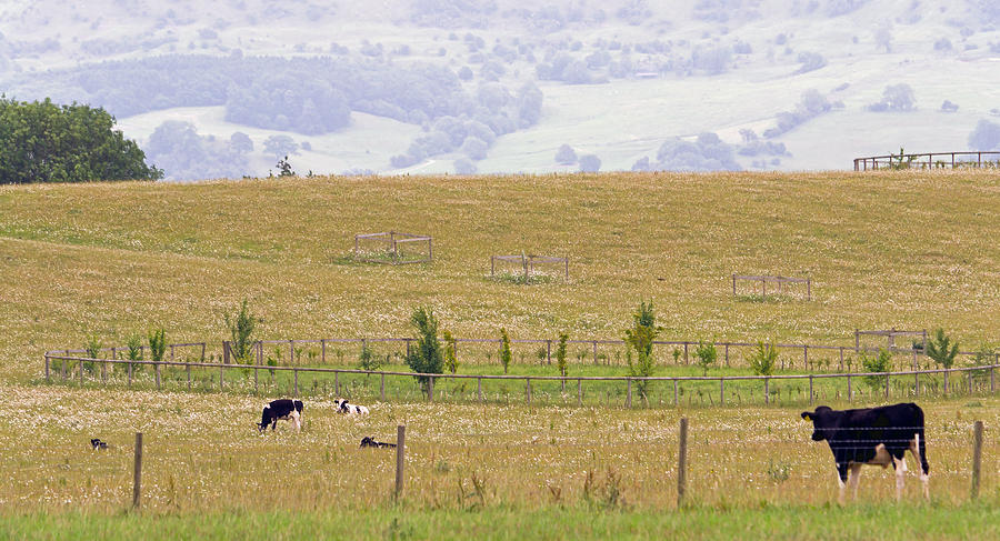 Cow Photograph - Pastoral by Keith Armstrong