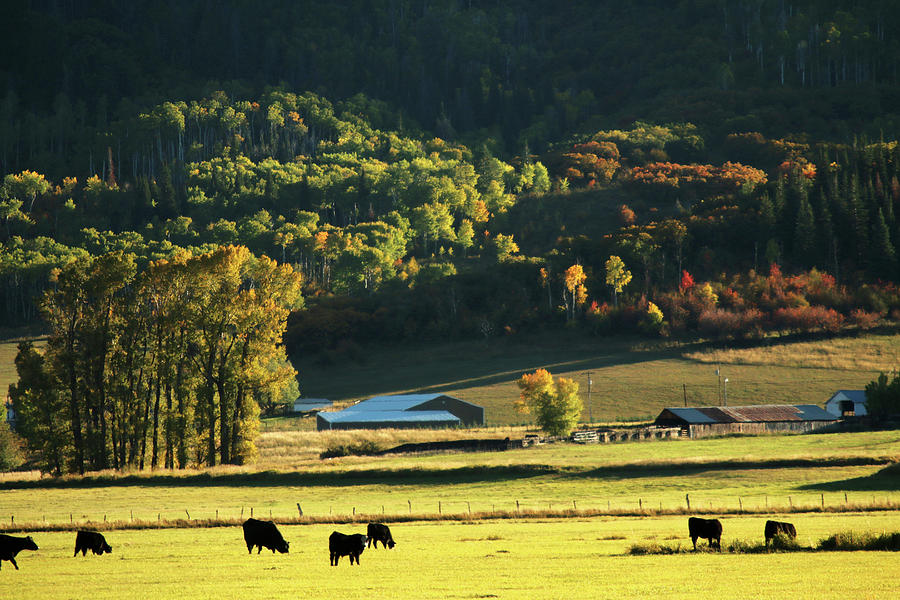 Pastoral Ranch Lands In Colorado Photograph by David Epperson