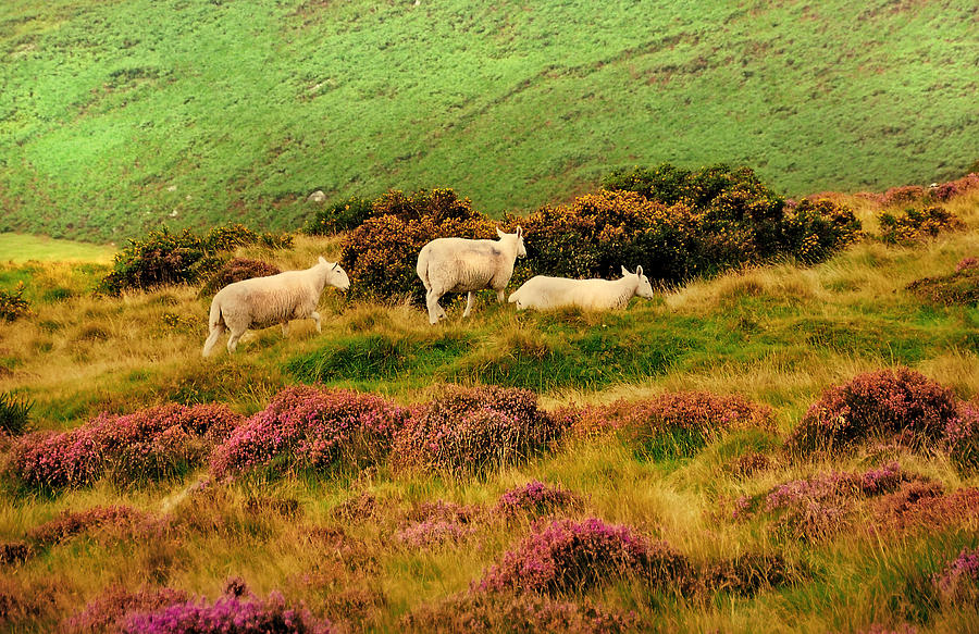 Pastoral Scene II. Wicklow. Ireland Photograph by Jenny Rainbow
