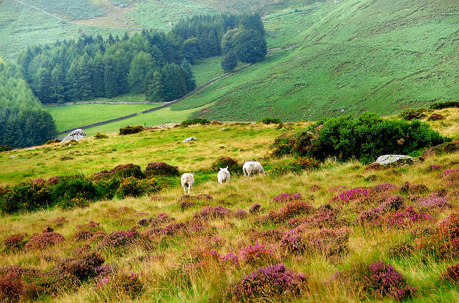 Pastoral Scene. Wicklow. Ireland Photograph by Jenny Rainbow
