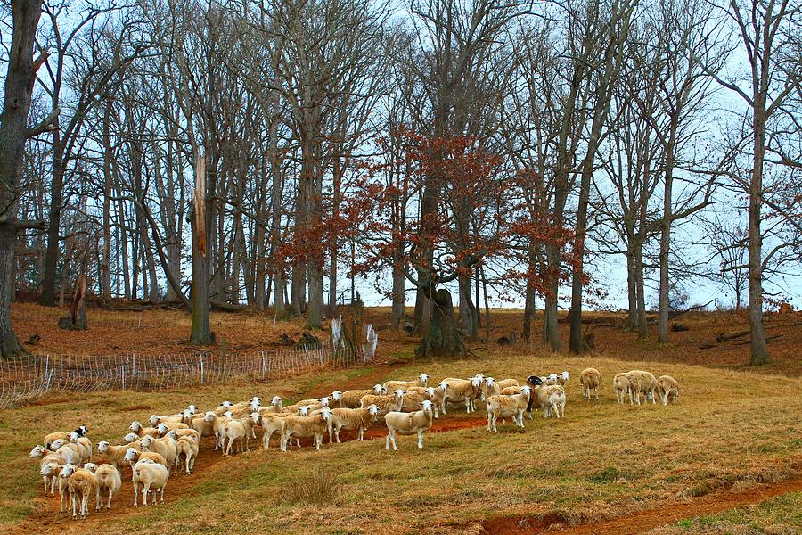 Pastoral Sheep Photograph by Carol Montoya