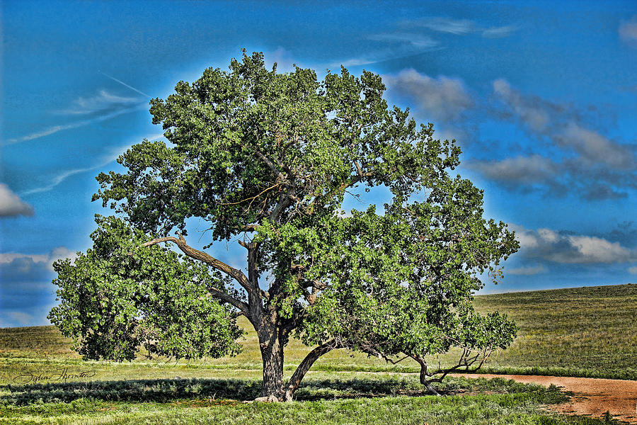 Pastural Tree Photograph by Sylvia Thornton