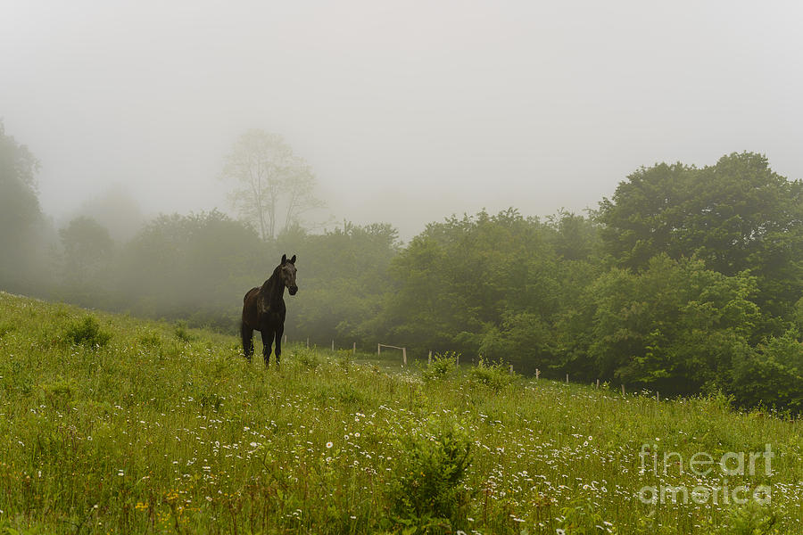Pasture Field Horse and Fog Photograph by Thomas R Fletcher