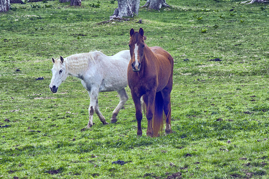 Pasture Mates  Photograph by Constantine Gregory