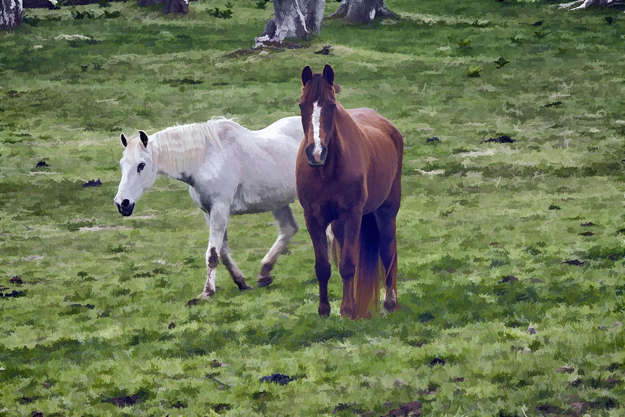 Pasture Mates Photo Art Photograph by Constantine Gregory