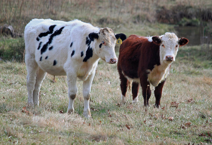 Cow Photograph - Pasture Mates by Suzanne Gaff