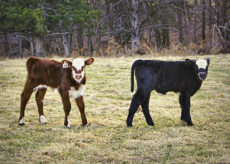 Cow Photograph - Pasture Pals by Cricket Hackmann