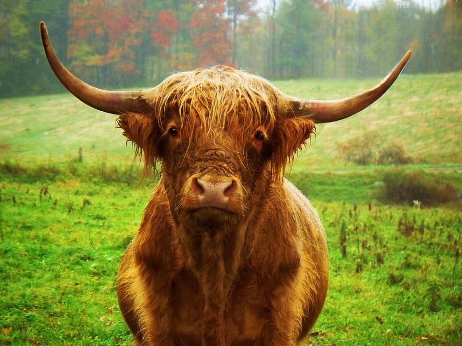 Cow Photograph - Pasture Portrait by Joy Nichols