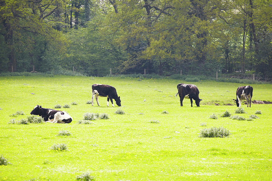 Pastureland With Content Cows Grazing Photograph by Martin Leigh