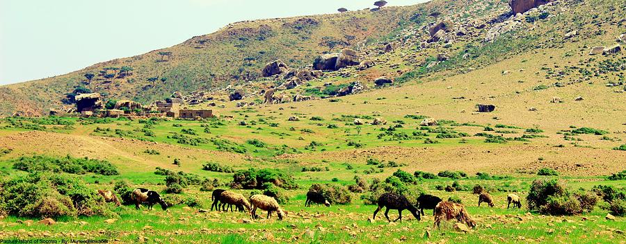 Socotra Photograph - Pastures of Socotra by Muneer Binwaber