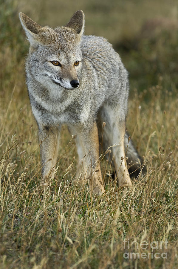 Wildlife Photograph - Patagonia Grey Fox by John Shaw
