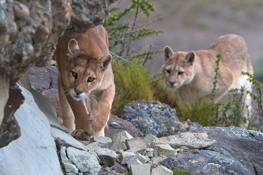 Patagonia Pumas Photograph by David Beebe