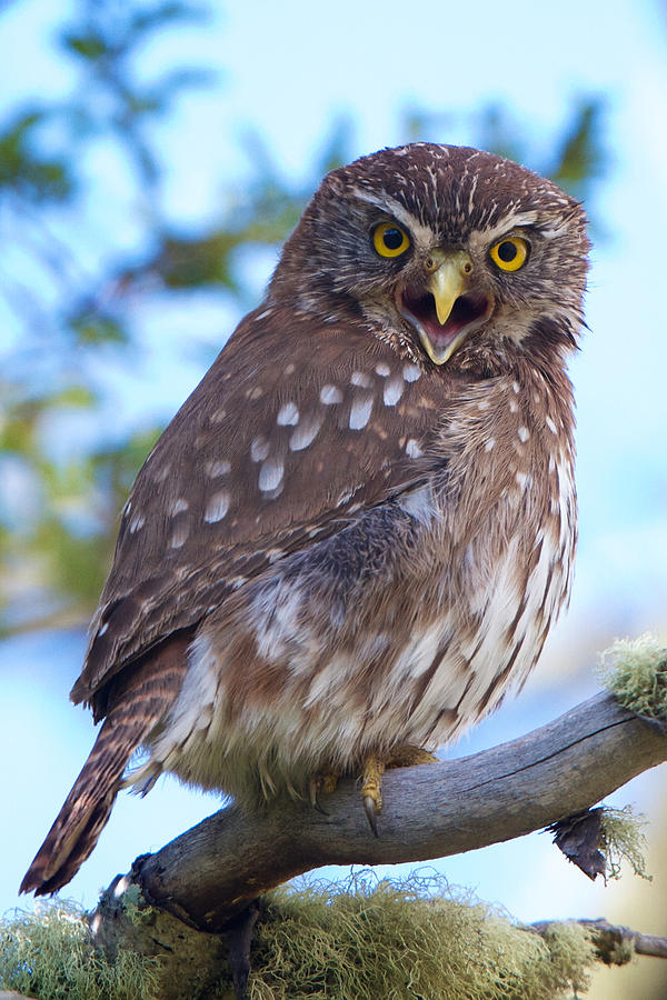 Patagonia Pygmy Owl Photograph by David Beebe
