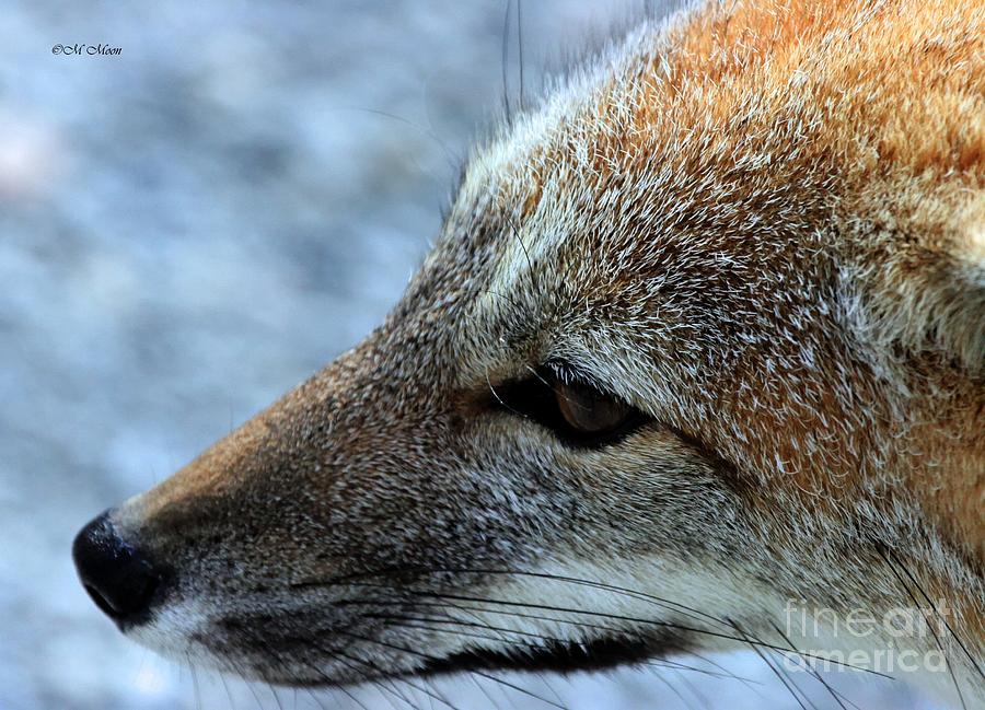 Patagonia Wild Fox Photograph