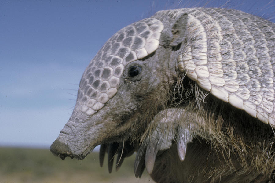 Patagonian Armadillo Photograph by George Holton