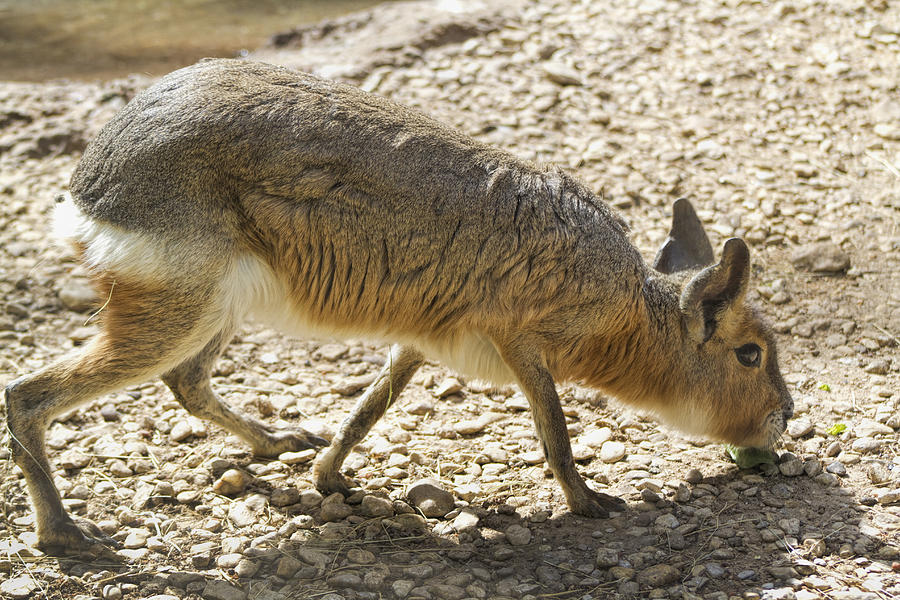 Patagonian Cavy - Dolicholis patagonum Photograph by Kathy Clark