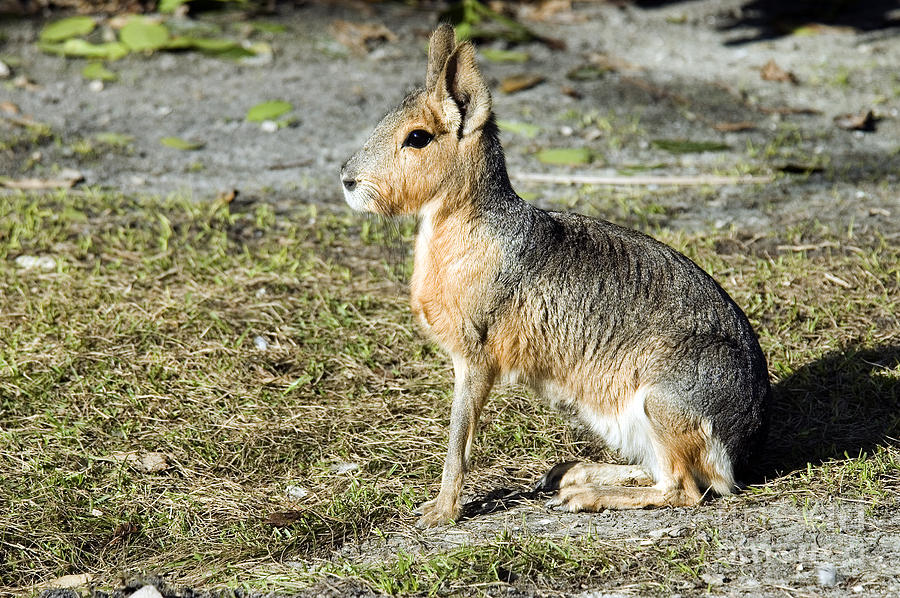 Patagonian Cavy Photograph by Mark Newman